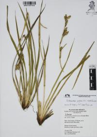 Orthrosanthus exsertus image